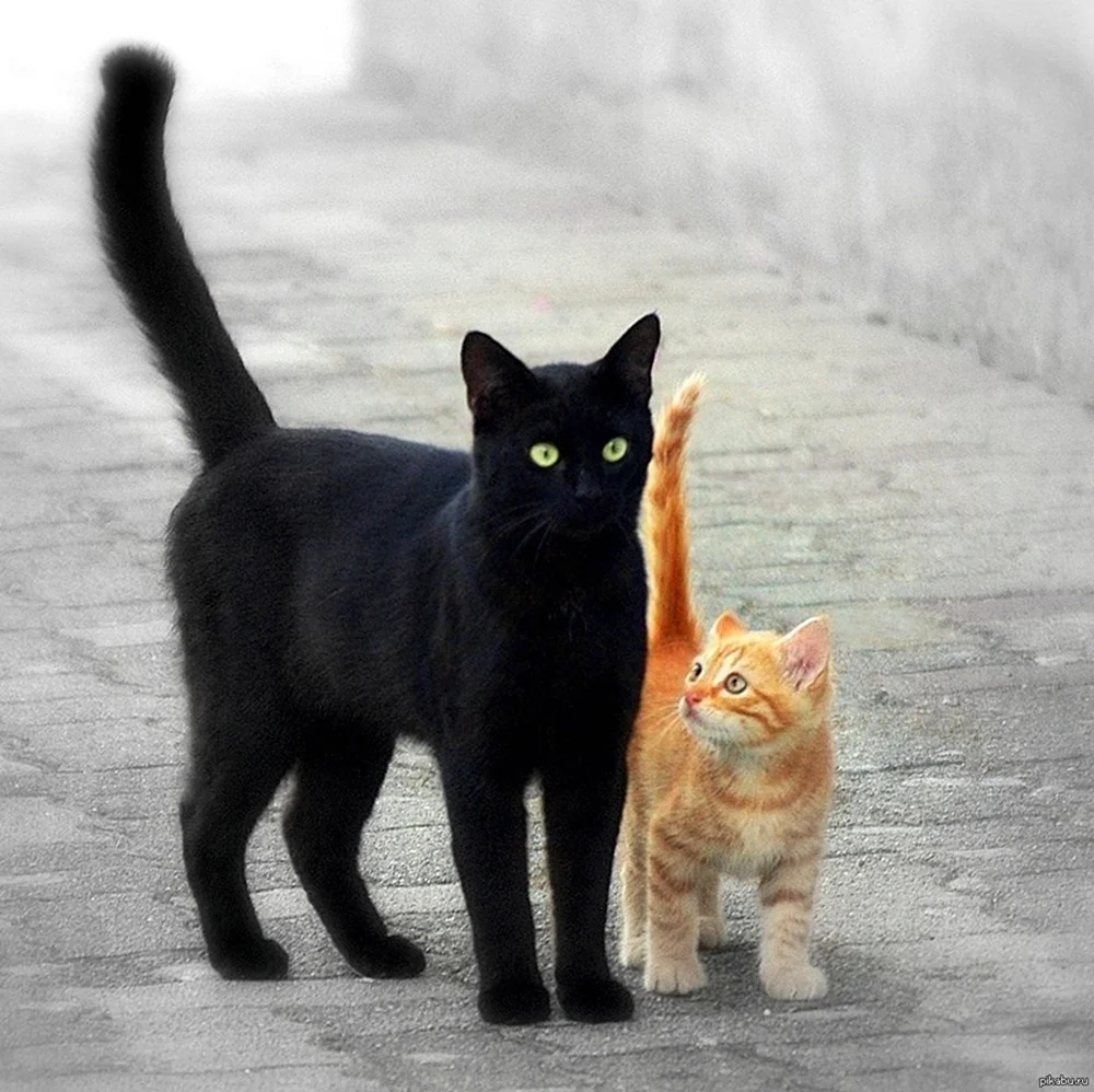 Рыжий и черный кот. Красивые картинки животных