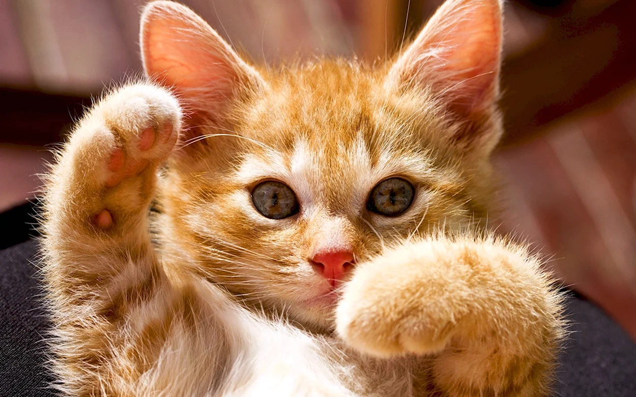 Рыжий кот машет лапой. Красивое животное