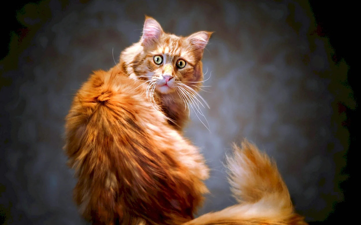 Рыжий кот Мейн кун. Красивое животное
