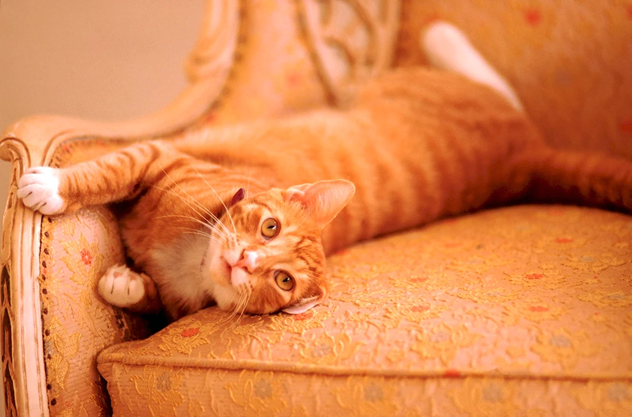 Рыжий кот на диване. Красивое животное