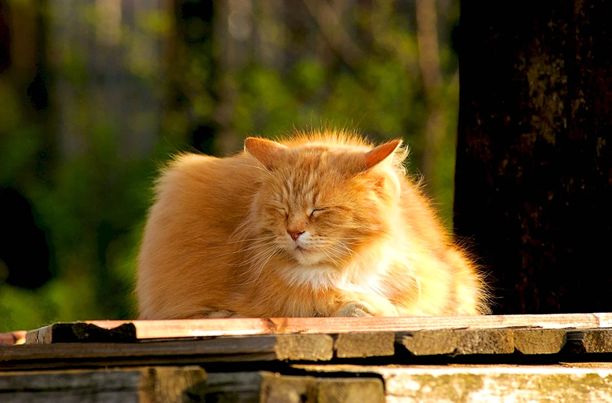 Рыжий кот на солнце. Красивое животное
