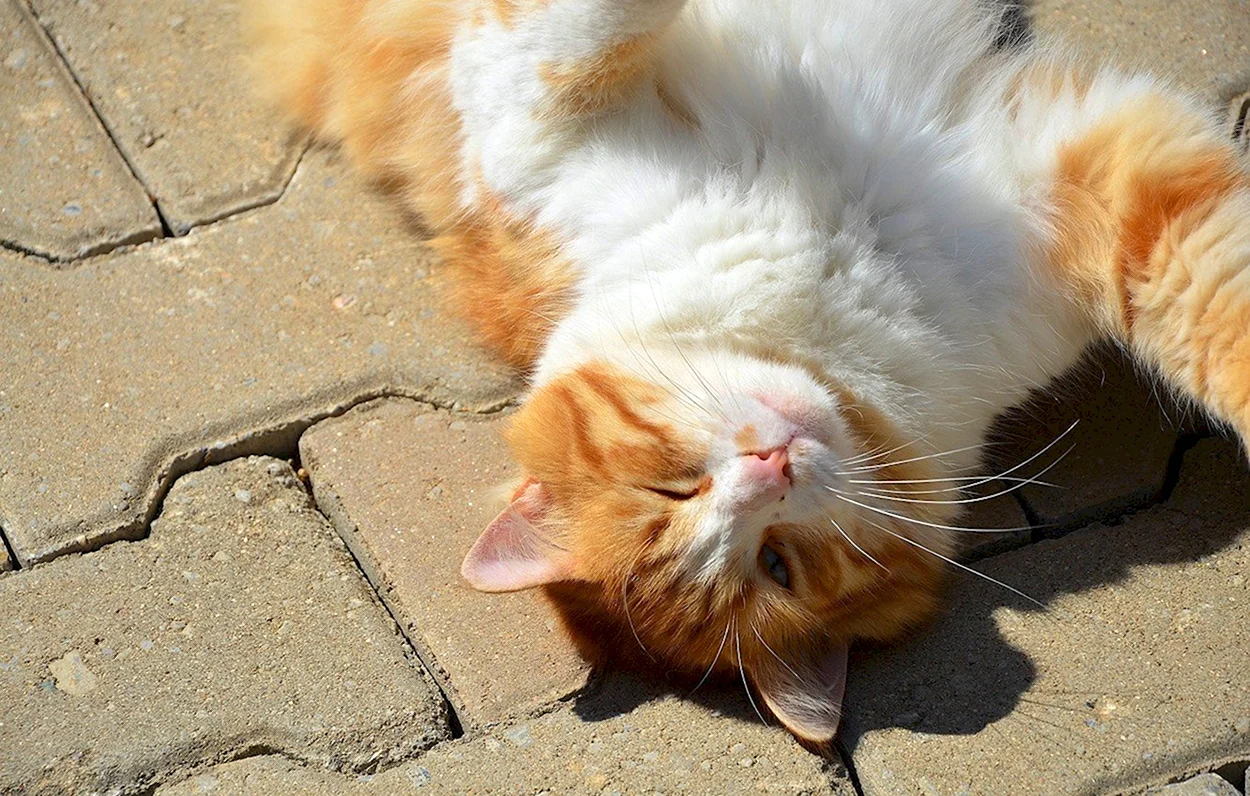 Рыжий кот на солнце. Красивое животное