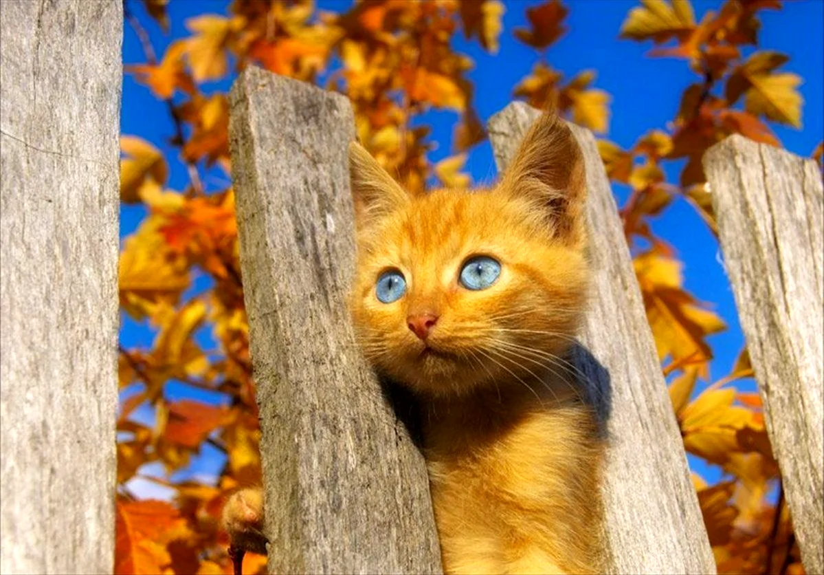 Рыжий кот осенью. Картинка
