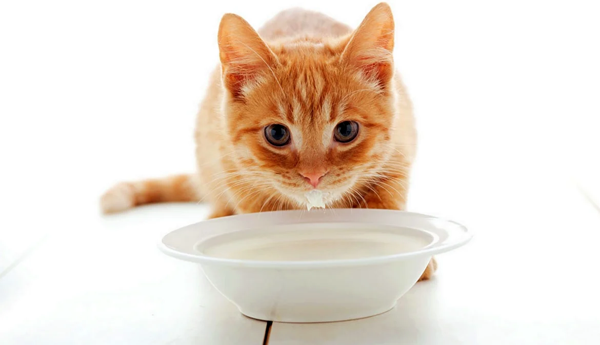 Рыжий кот пьет молоко. Красивое животное