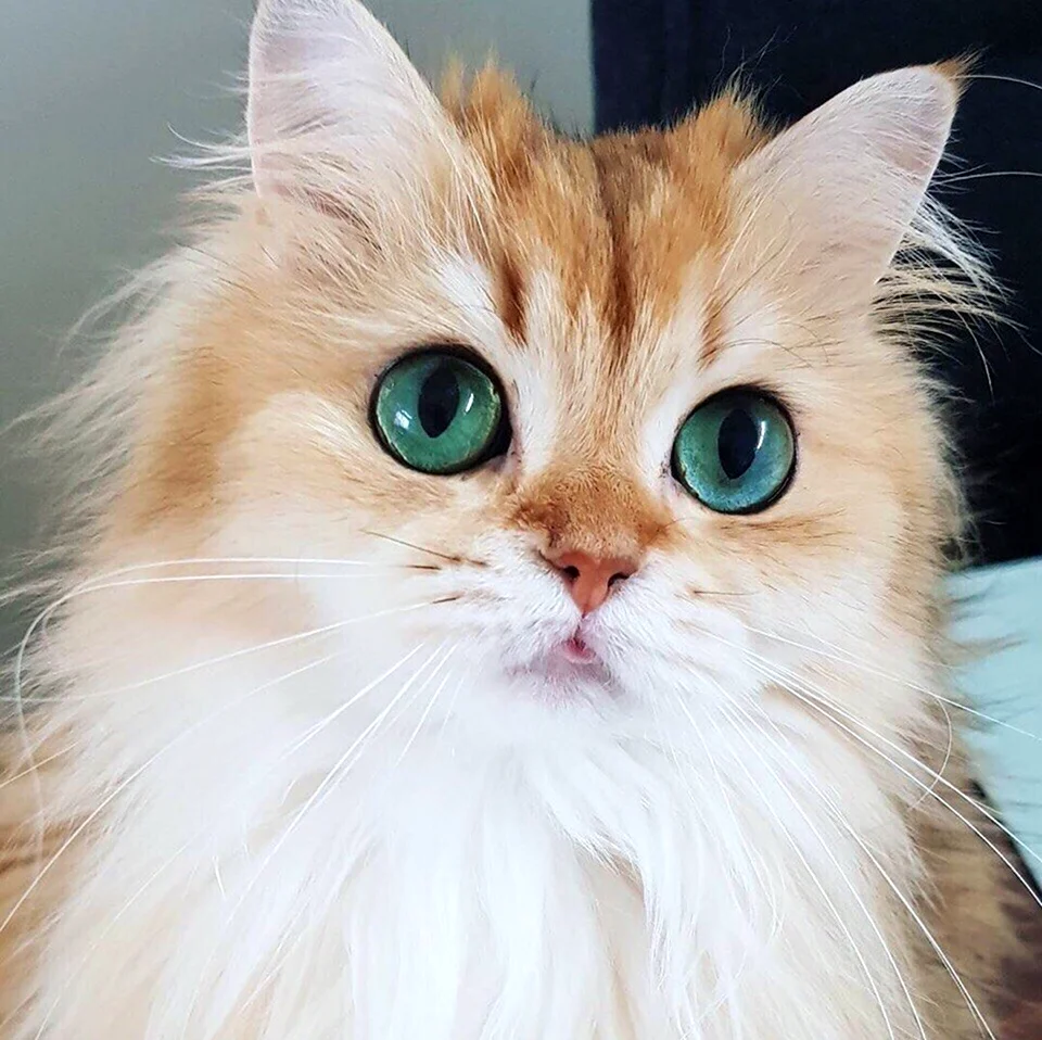 Рыжий кот с голубыми глазами. Красивое животное