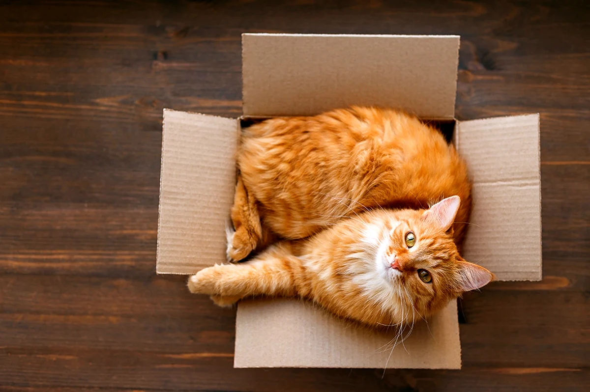 Рыжий кот в коробке. Красивое животное
