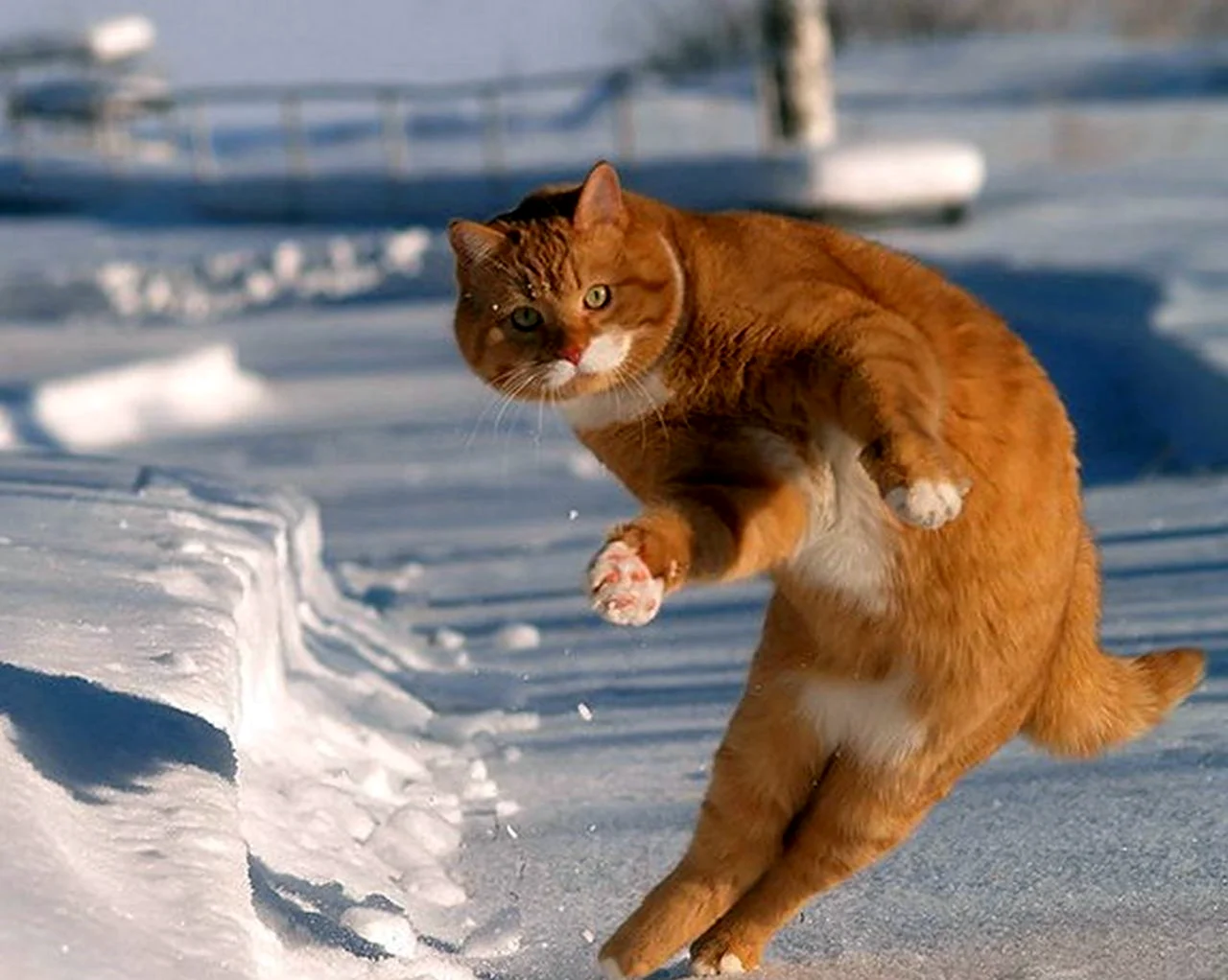 Рыжий кот в прыжке. Картинка