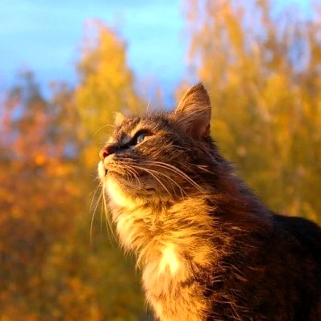 Рыжий кот в солнечных лучах. Красивое животное