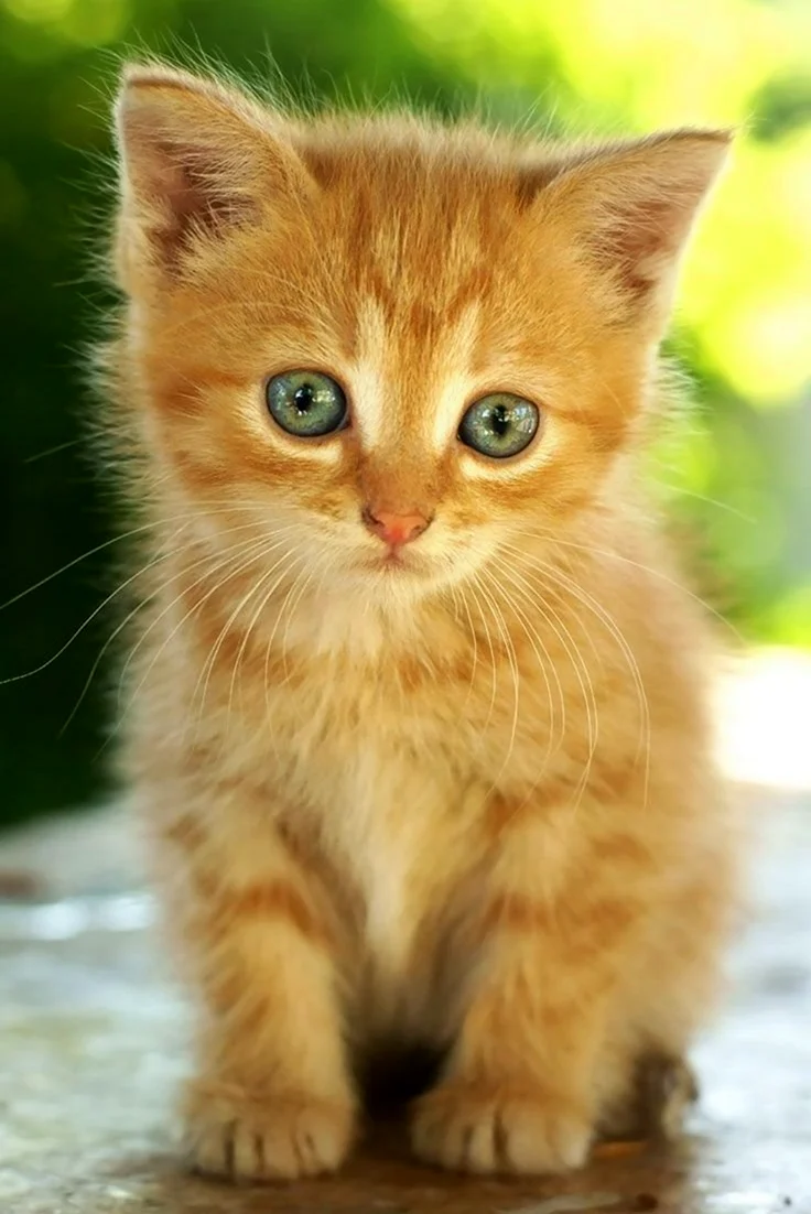 Рыжий котёнок. Красивые картинки животных
