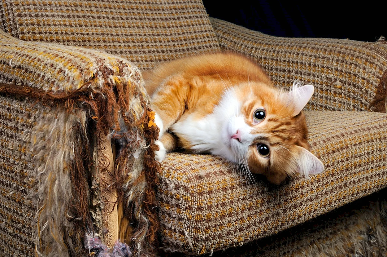 Рыжий котенок на диване. Красивое животное