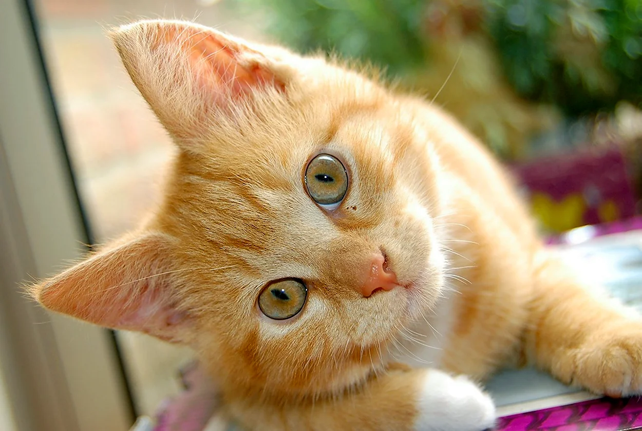 Рыжий котик. Красивое животное
