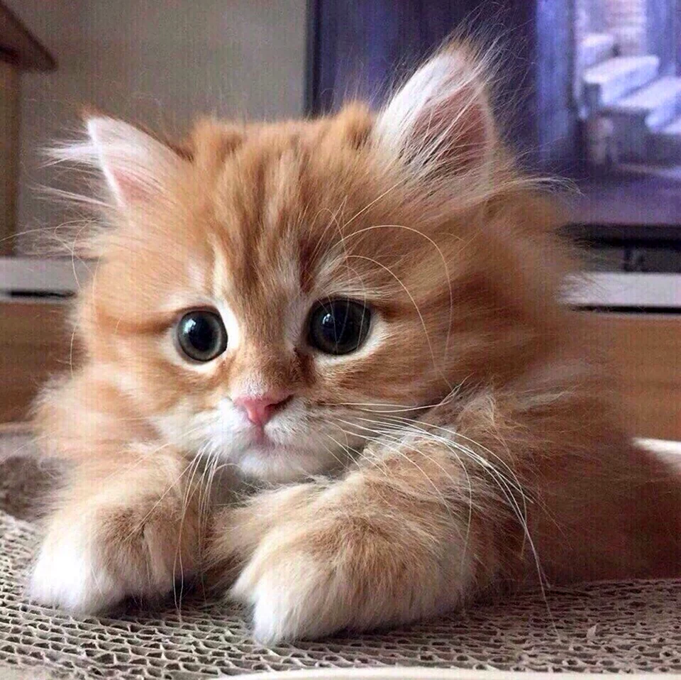Рыжий пушистый котенок. Красивое животное