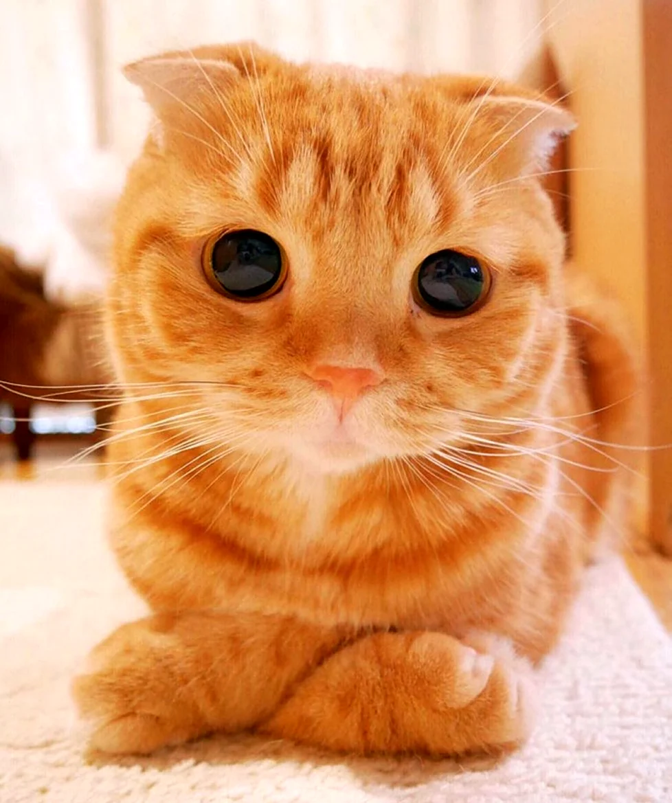 Рыжий вислоухий кот. Красивое животное