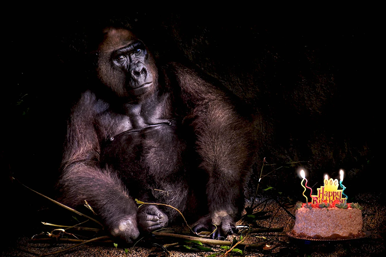 С днем рождения обезьяна. Картинка