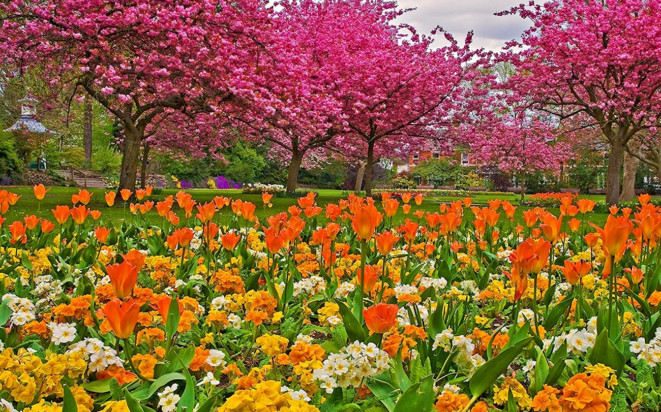 Сад - Асикага тюльпаны.. Красивая картинка