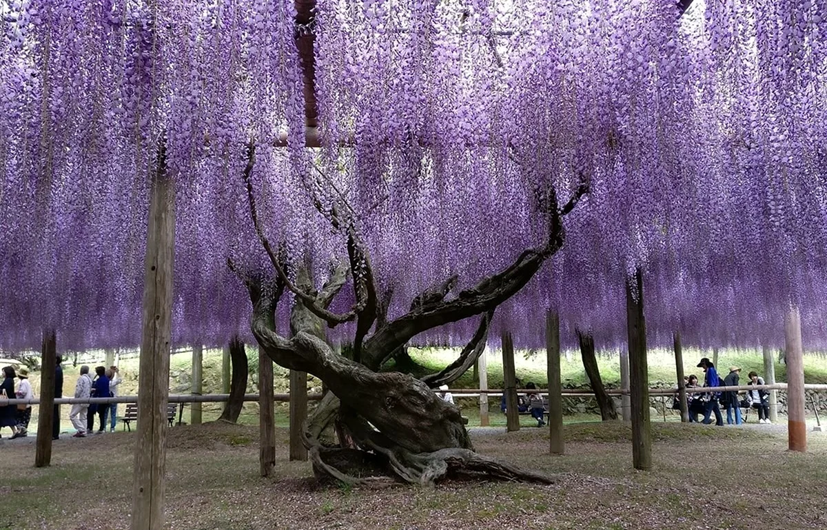 Сад Кавати Фудзи. Красивая картинка