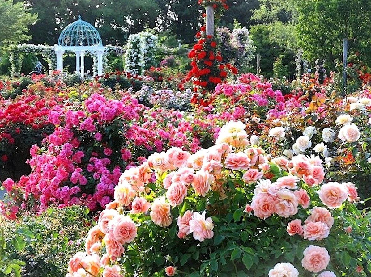 Сад роз Keisei. Красивая картинка
