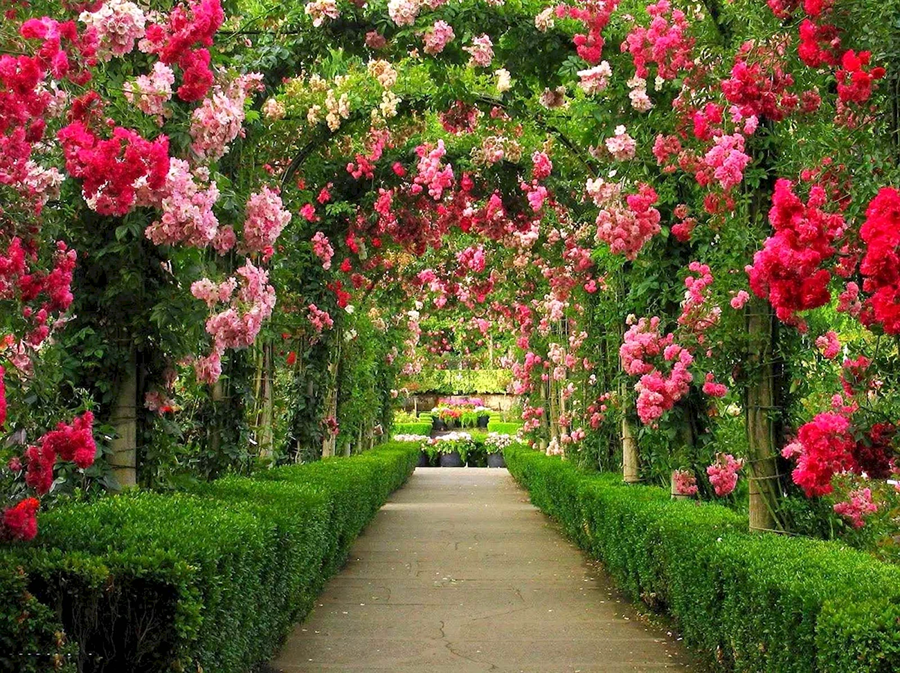 Сады Бутчартов сад роз. Красивая картинка