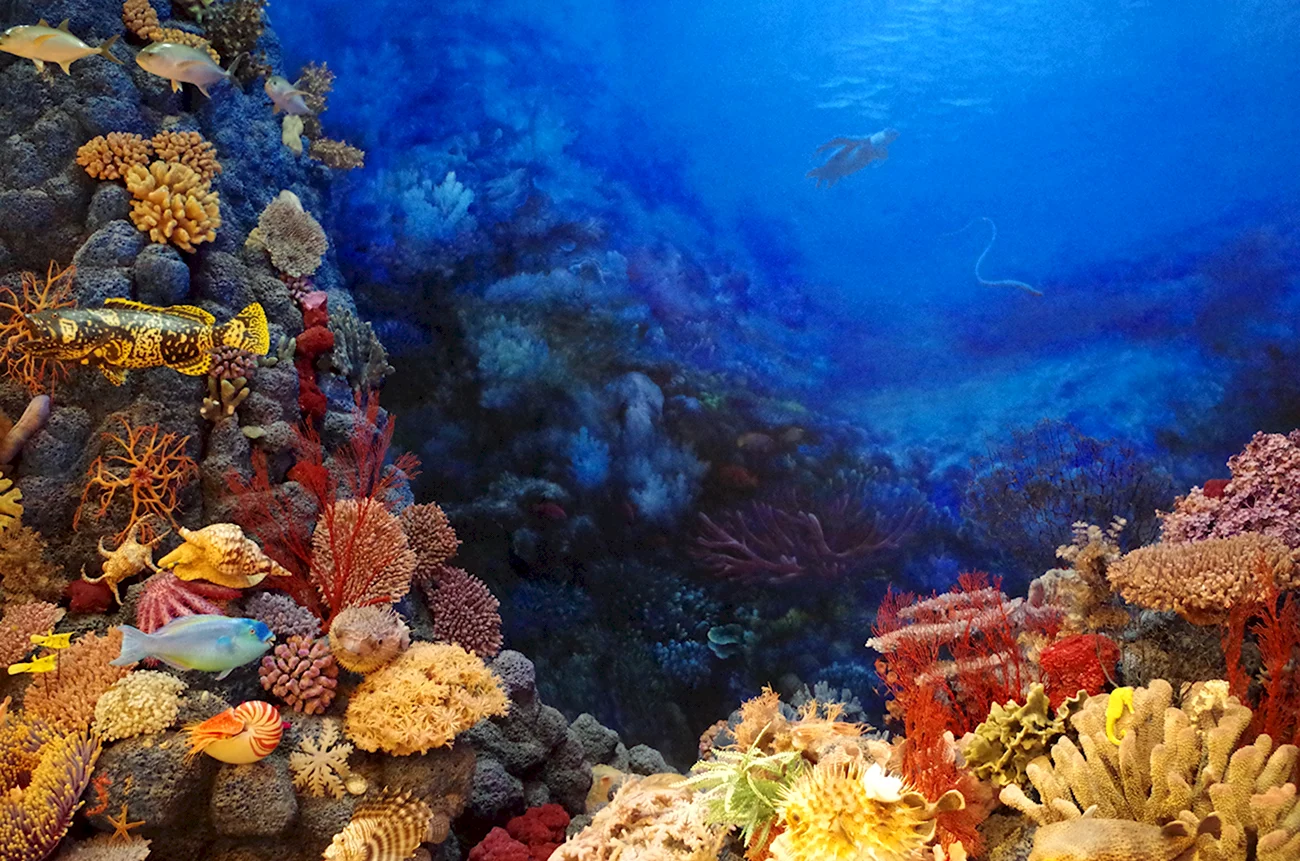 Сафага рифы. Картинка
