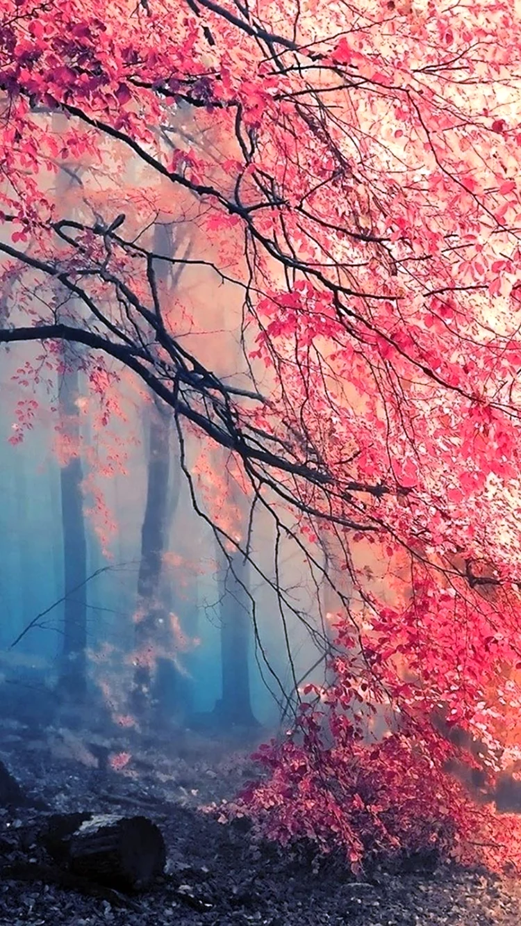 Sakura Forest. Красивая картинка