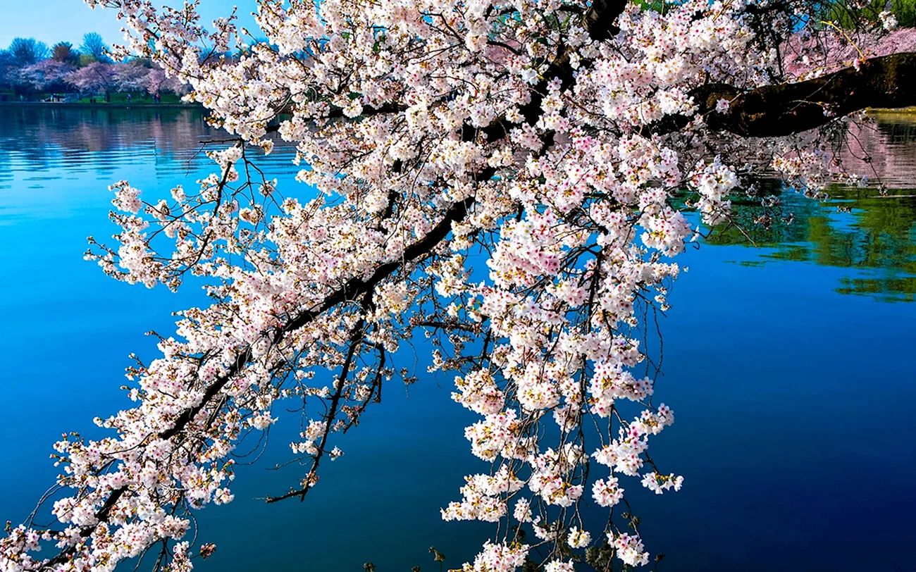 Сакура вишня цветет. Красивая картинка
