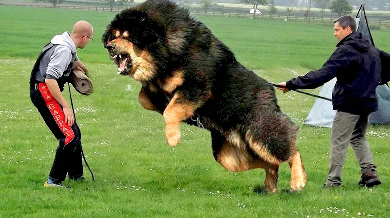 Самая большая и опасная собака в мире. Красивое животное