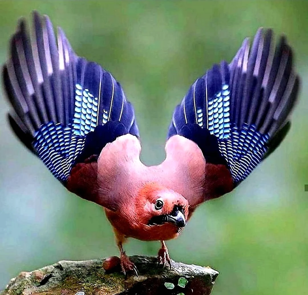 Самая некрасивая птица. Красивое животное