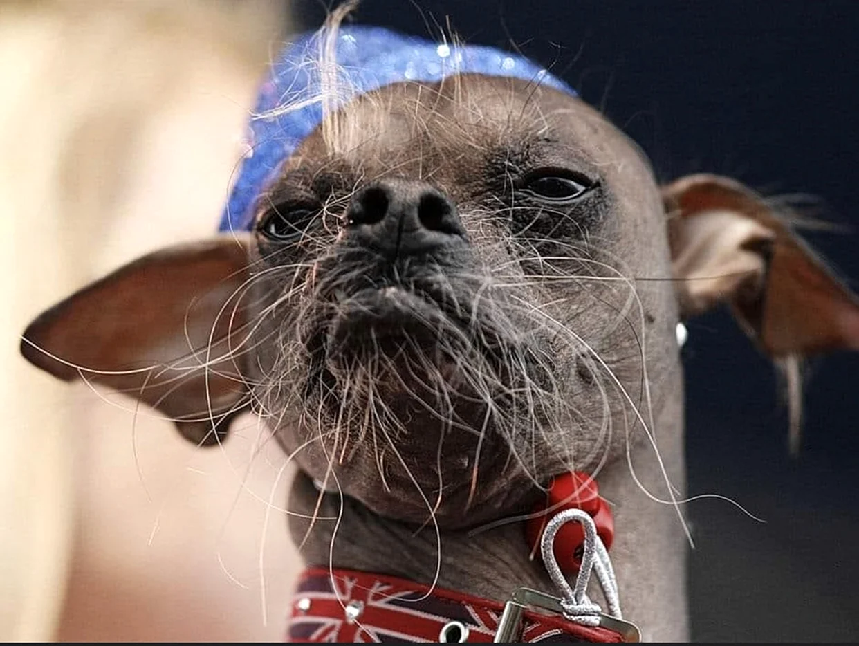 Самая уродливая собака в мире китайская хохлатая. Красивое животное