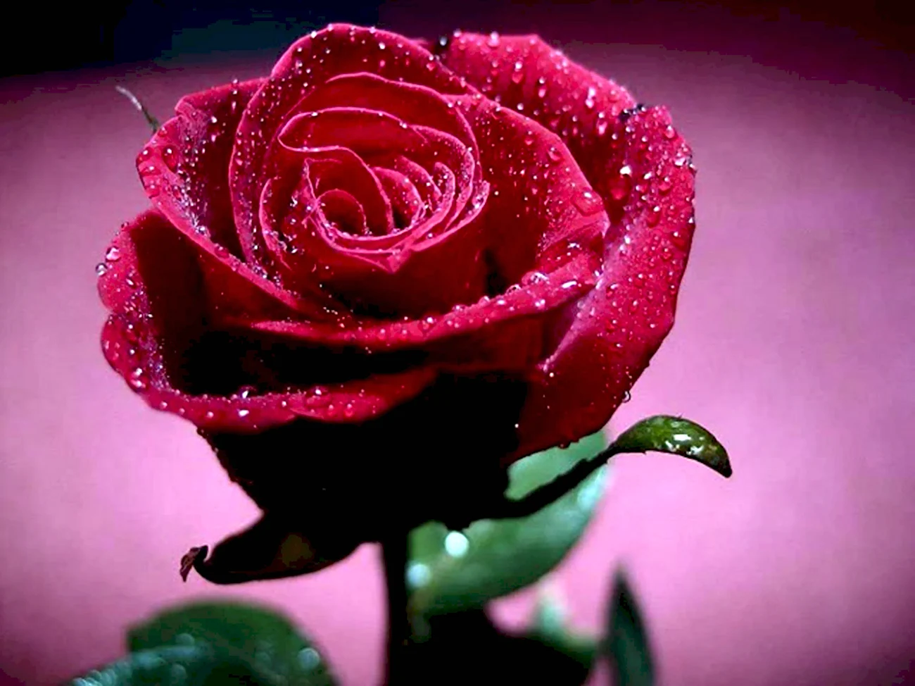 Самые красивые розы для девушки. Красивая картинка