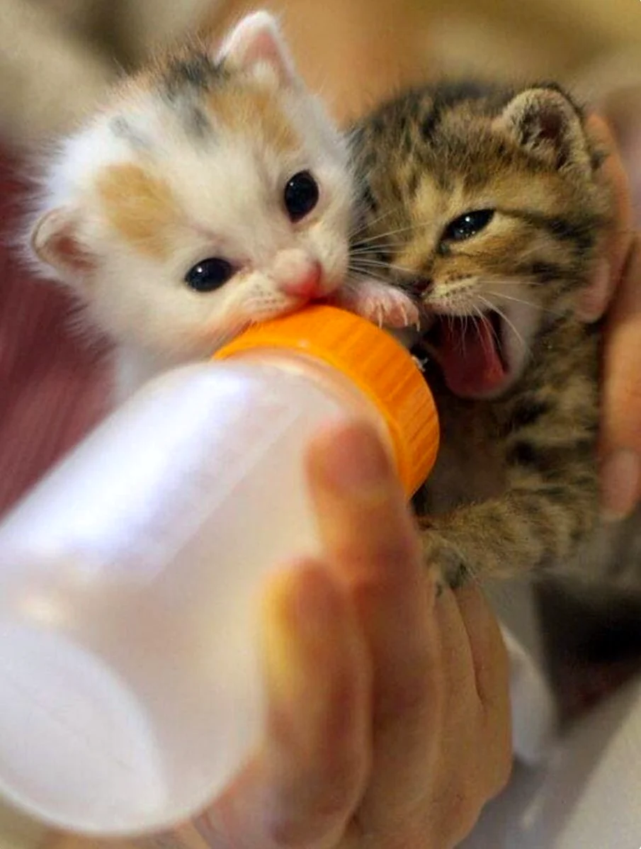 Самые маленькие котики. Красивые картинки животных