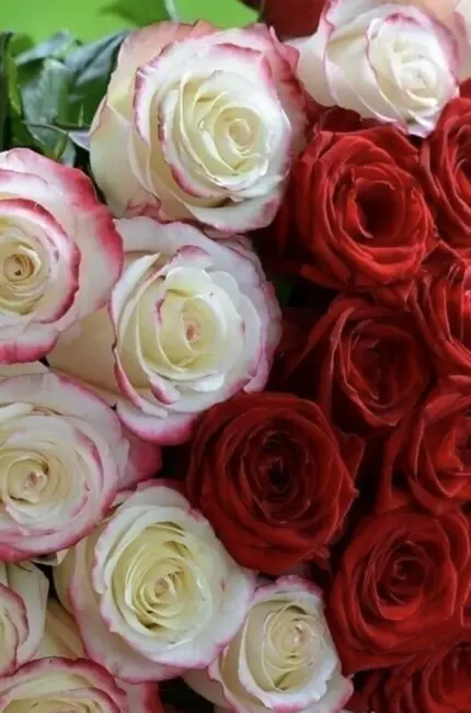 Самые шикарные розы. Красивая картинка