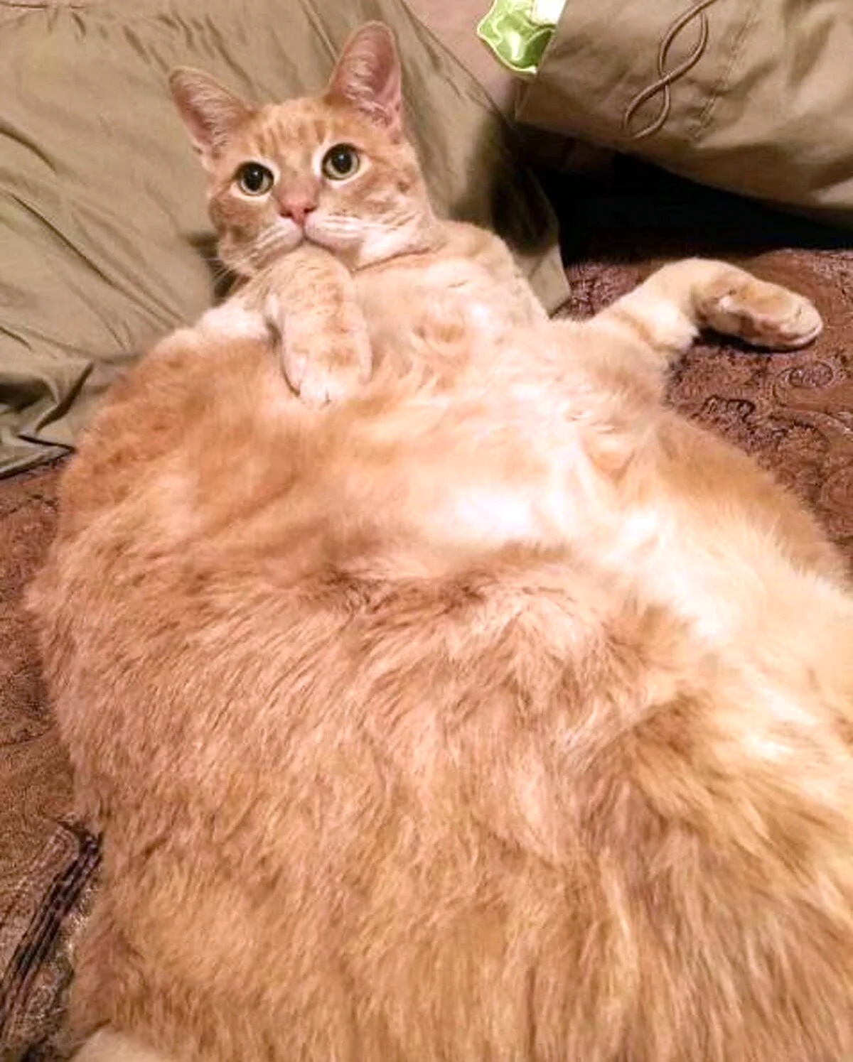 Самые толстые коты. Красивое животное