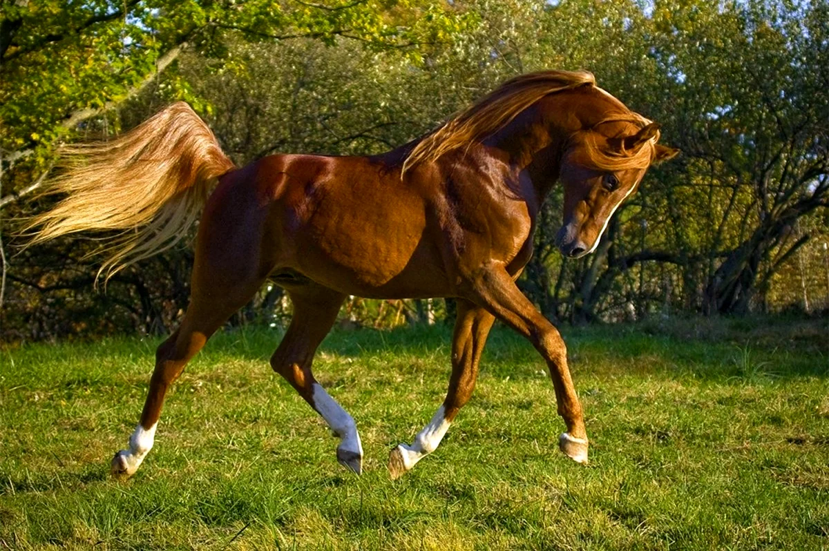 Самый быстрый Аллюр лошади. Красивое животное