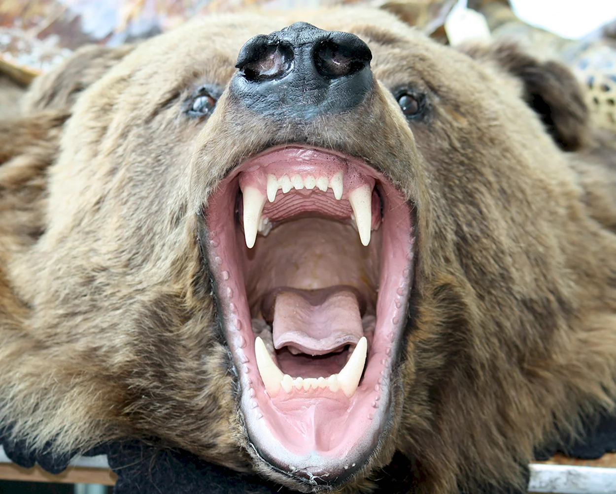 Самый страшный медведь Гризли. Красивое животное