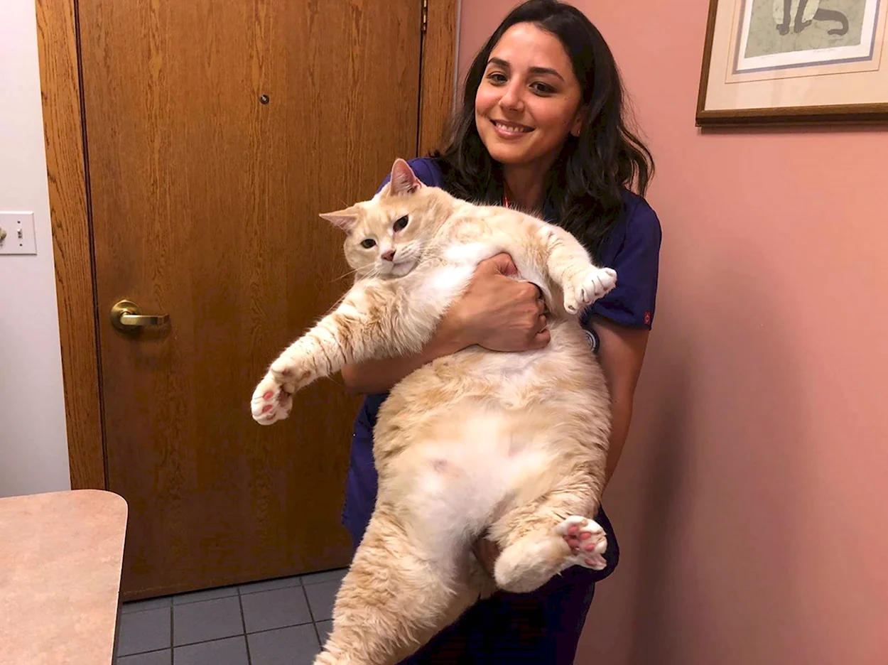 Самый толстый кот в мире. Красивое животное