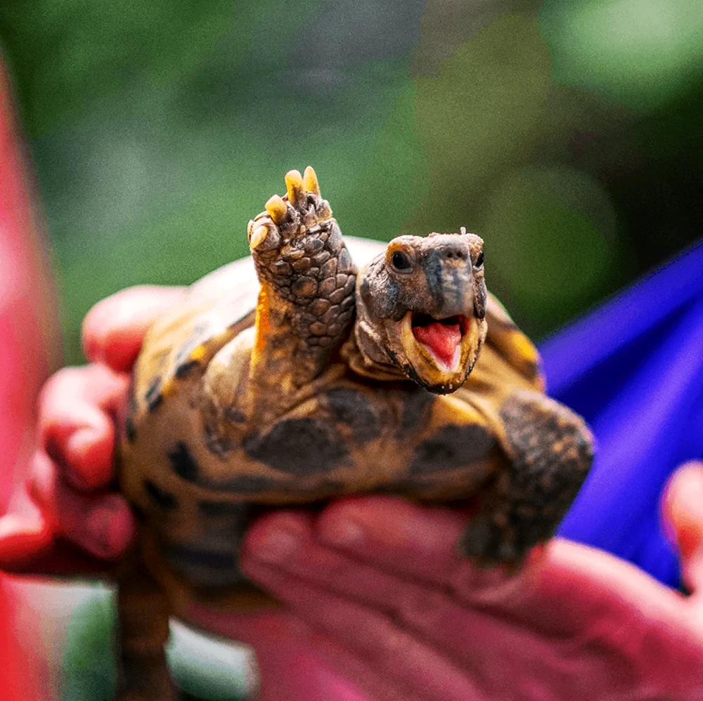 Счастливая черепаха. Красивое животное