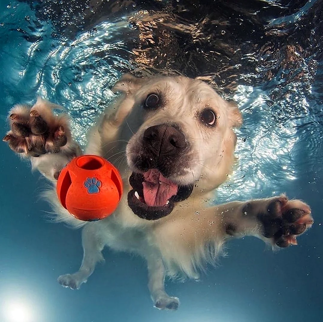 Счастливая собака подводой. Красивое животное