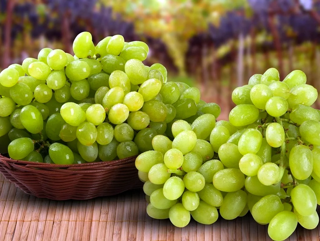 Sebero - grapes виноград. Картинка