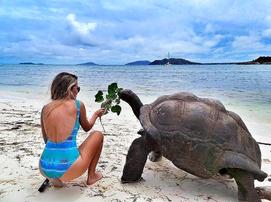 Сейшелы черепахи на пляжах. Прикольная картинка