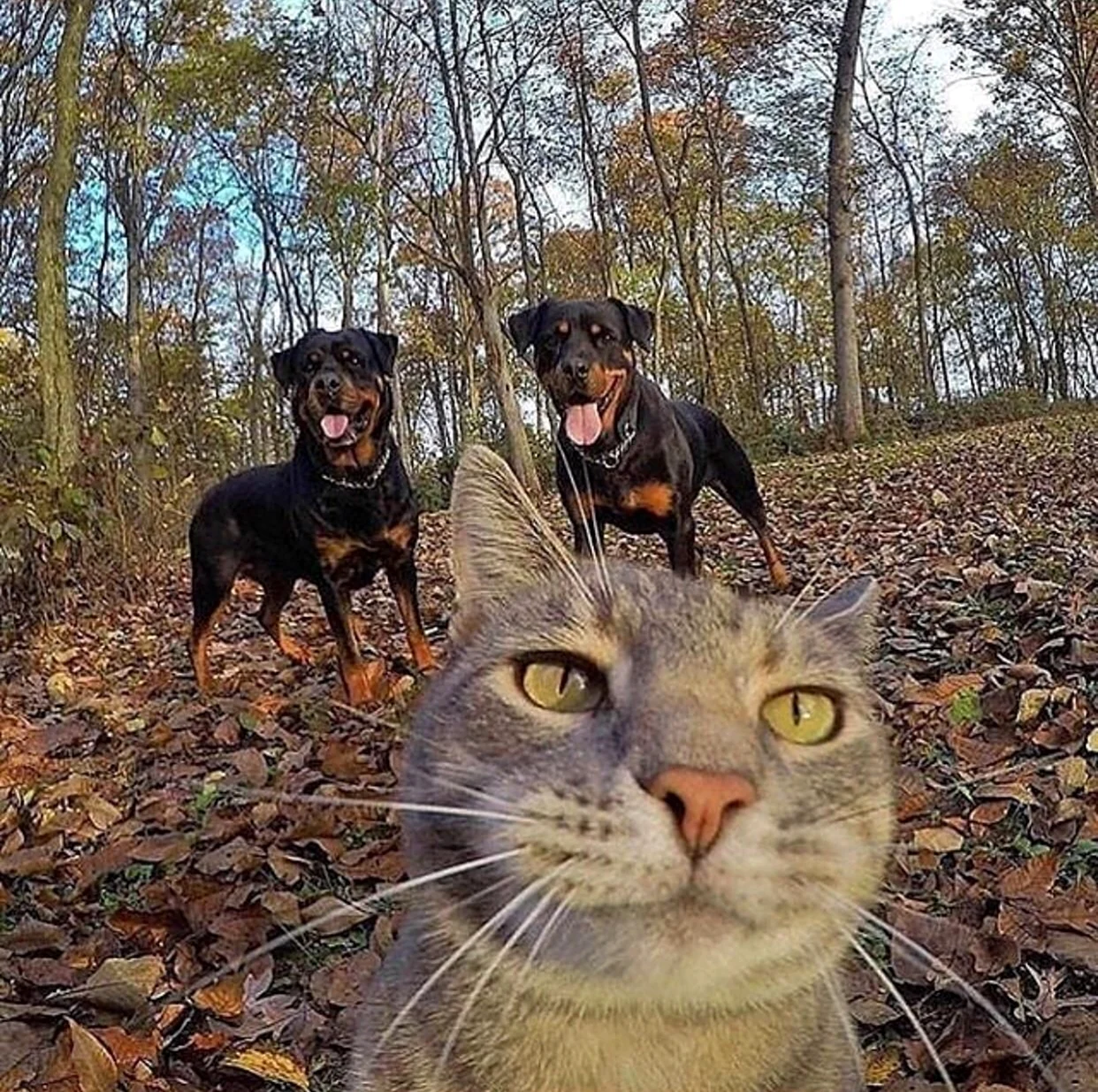 Селфи кота с собаками. Красивое животное