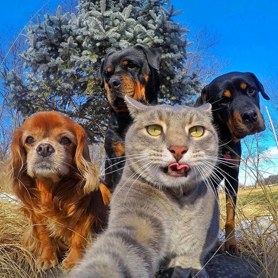 Селфи кота с собаками. Красивое животное