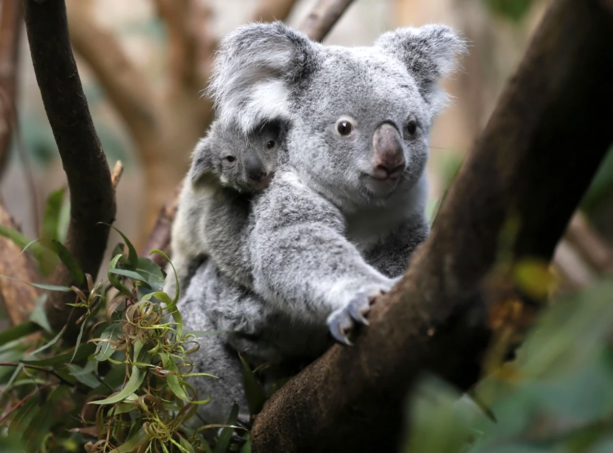 Семейство коал. Красивое животное