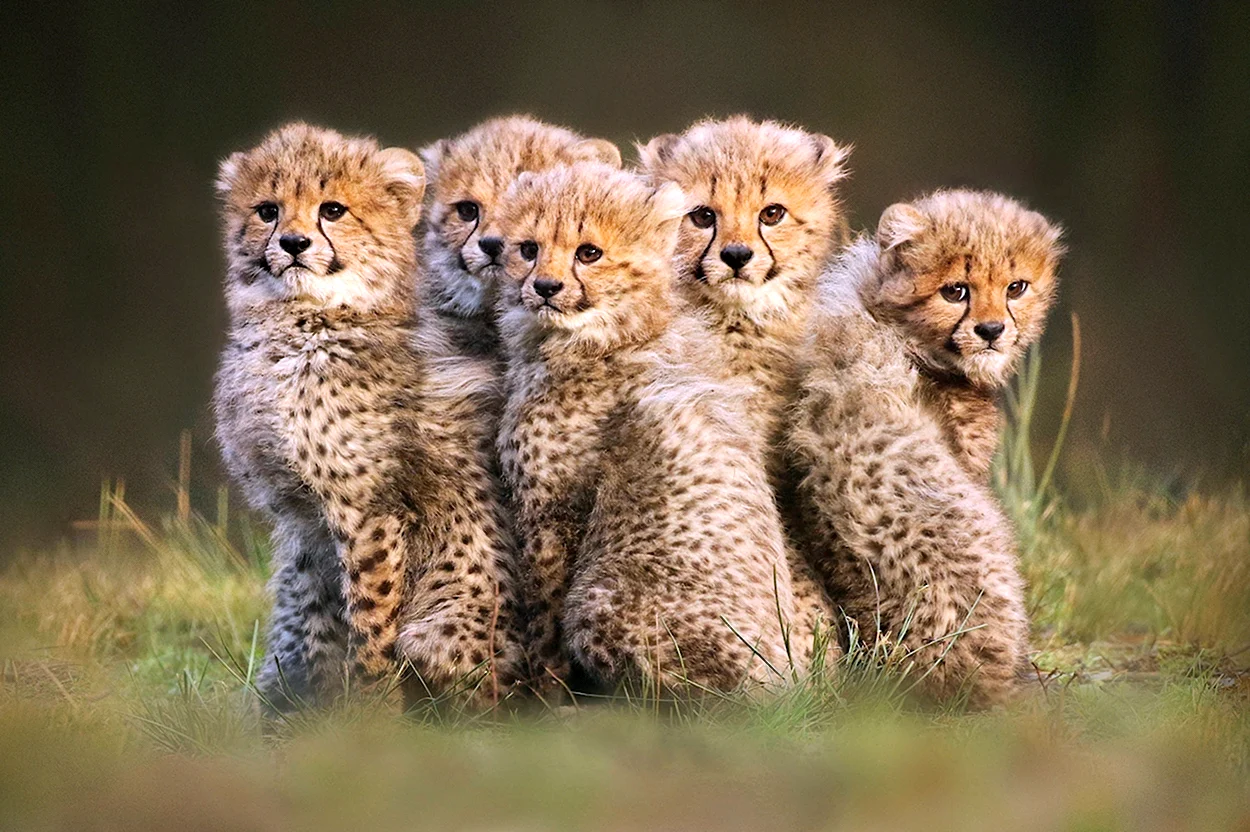 Семейство кошачьих гепард. Красивое животное