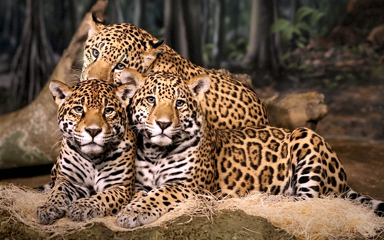 Семейство кошачьих Ягуар. Красивое животное
