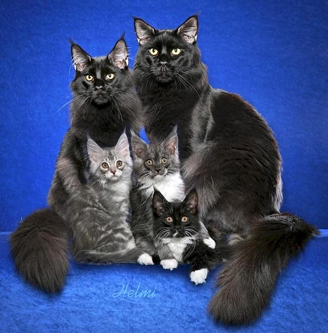 Семейство Мейн кунов. Красивые картинки животных