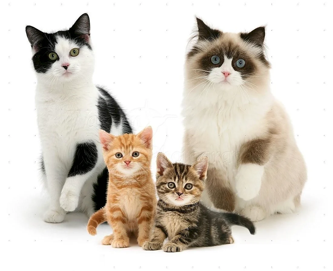 Семья кошек. Красивые картинки животных