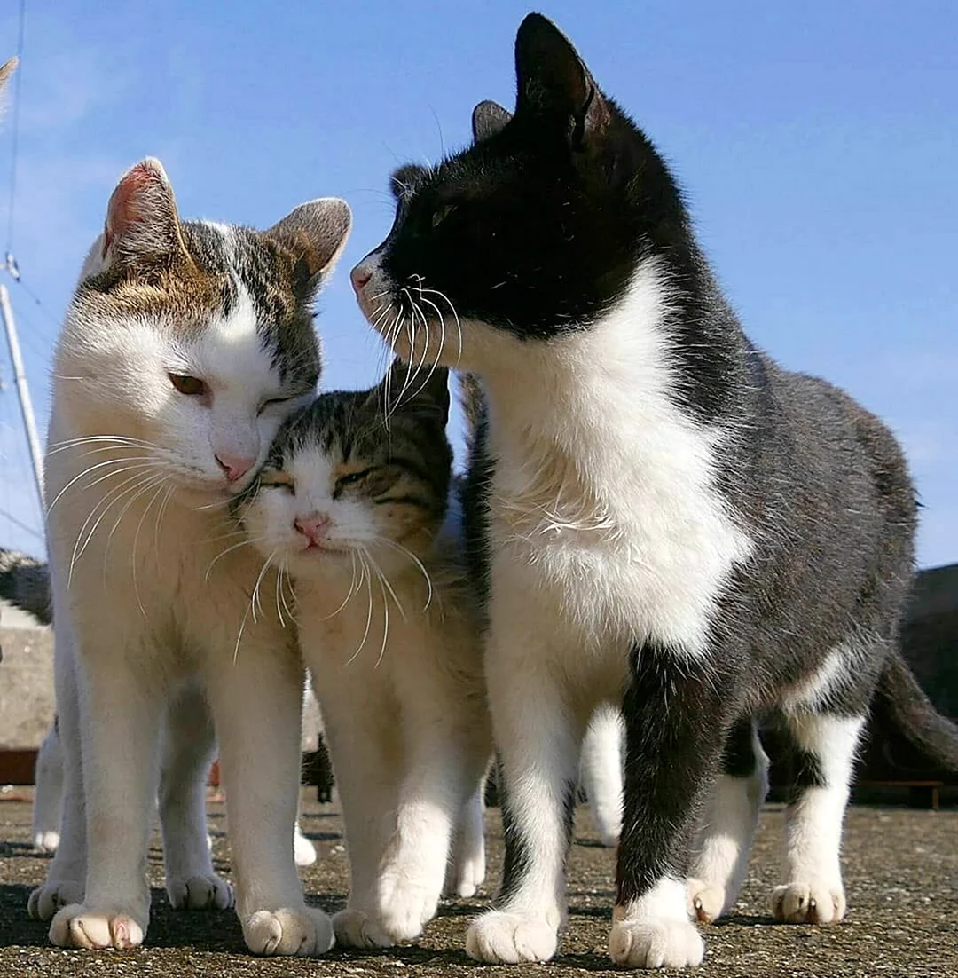 Семья котов. Красивые картинки животных