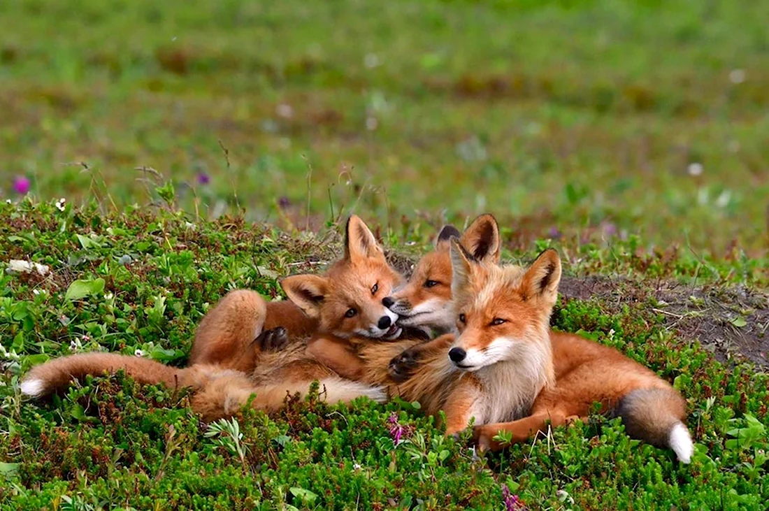 Семья лисы. Красивые картинки животных