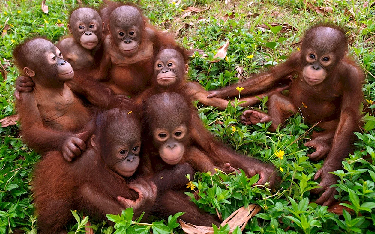 Семья орангутанов. Красивое животное