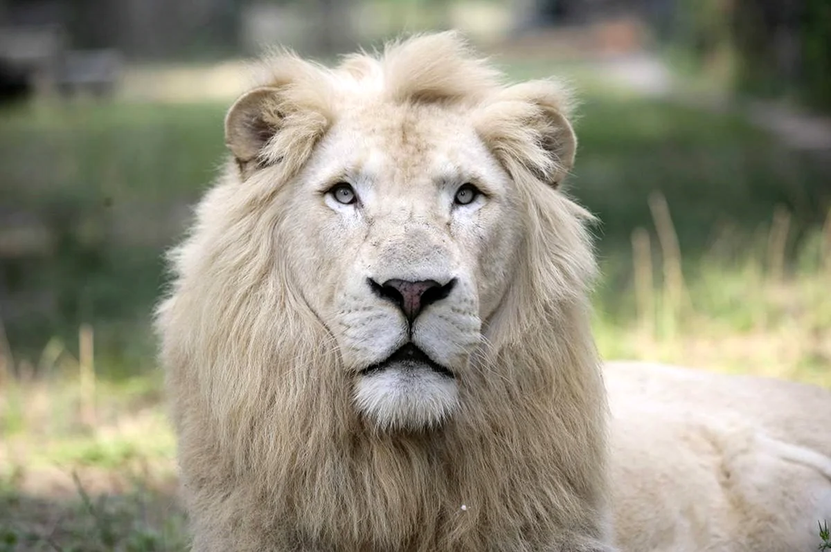 Сенегальский Лев. Красивое животное